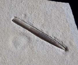 Solnhofen - Nusplingen - Hibolithes semisulcatus (MNSTER 1830)